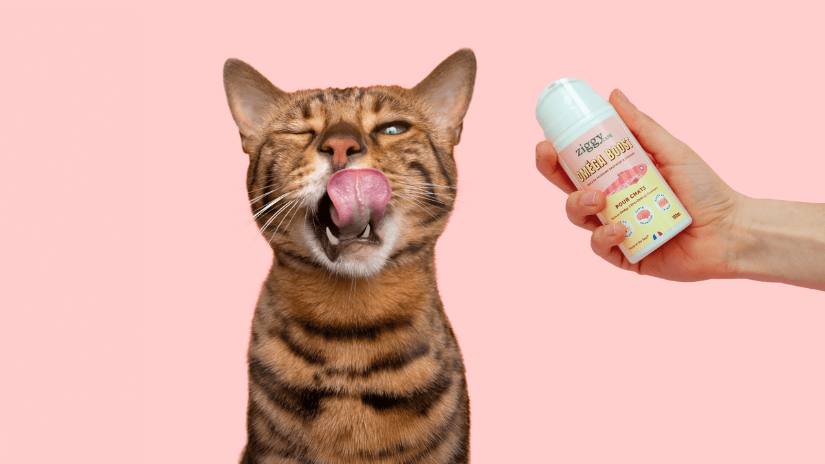 Header lancement huile de poisson & d'algues pour chat Oméga Boost de Ziggy avec un chat qui se lèche les babines et le flacon d'huile