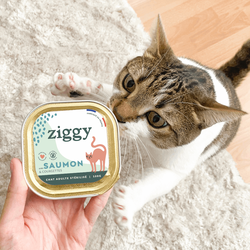 Chat adulte stérilisé qui attrape la pâtée Ziggy au saumon pour chat adulte stérilisé, saine et sans céréales