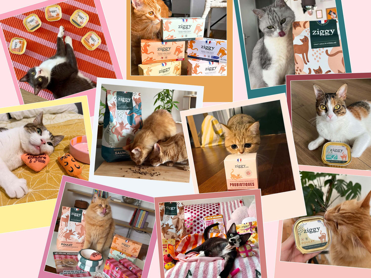 Avis clients Ziggy : collage de photos de chats envoyées par nos clients