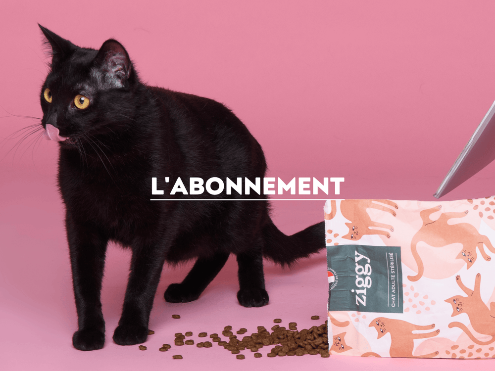 chat noir à côté d'un paquet de croquettes pour chat sans céréales