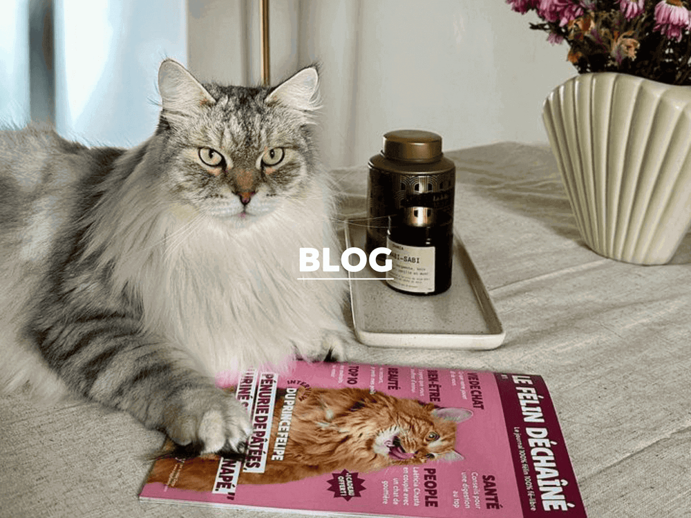 Chat gris avec la patte posée sur le Félin déchaîné, le magazine spécialement pensé pour les chats par Ziggy