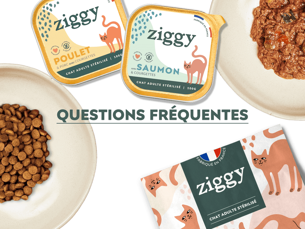 barquettes de pâtées et paquet de croquettes saines à côté de deux gamelles remplies d'alimentation pour chat