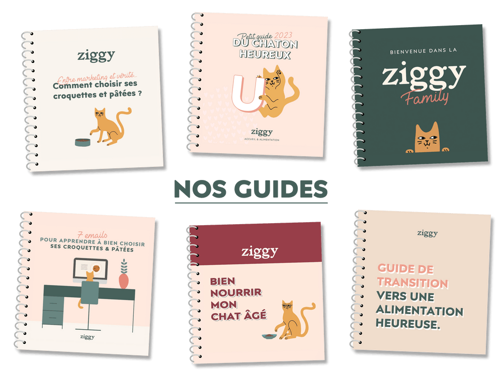 guides bien-être et alimentation chats