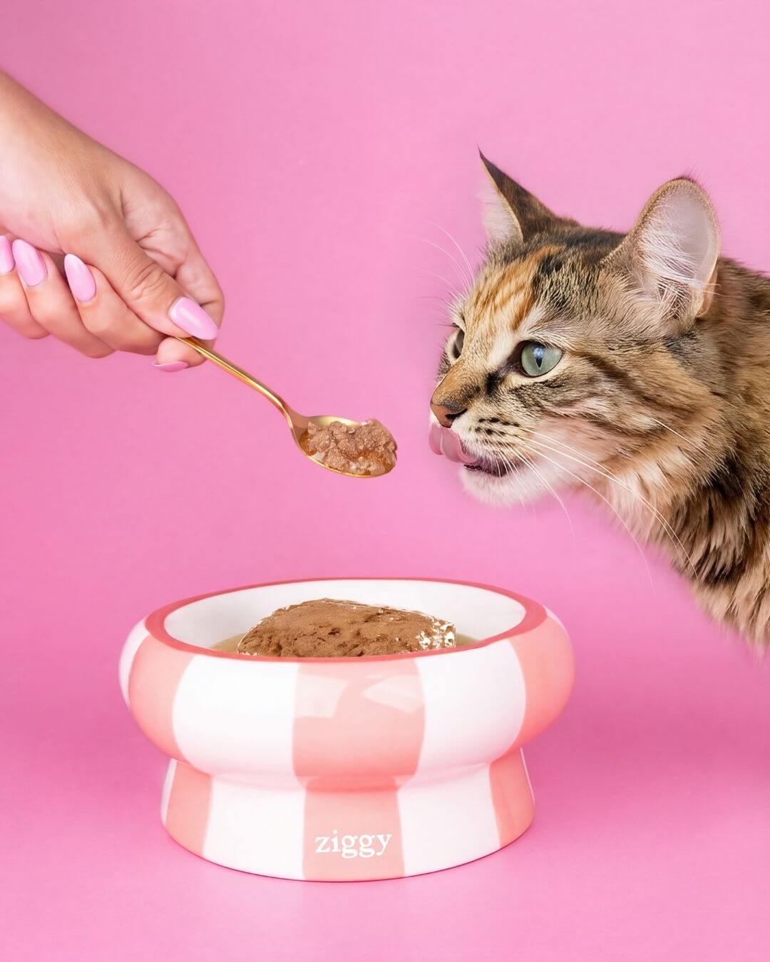 Chat testeur du Ziggy Test Club reniflant une cuillère de mousse Ziggy tenue par une main