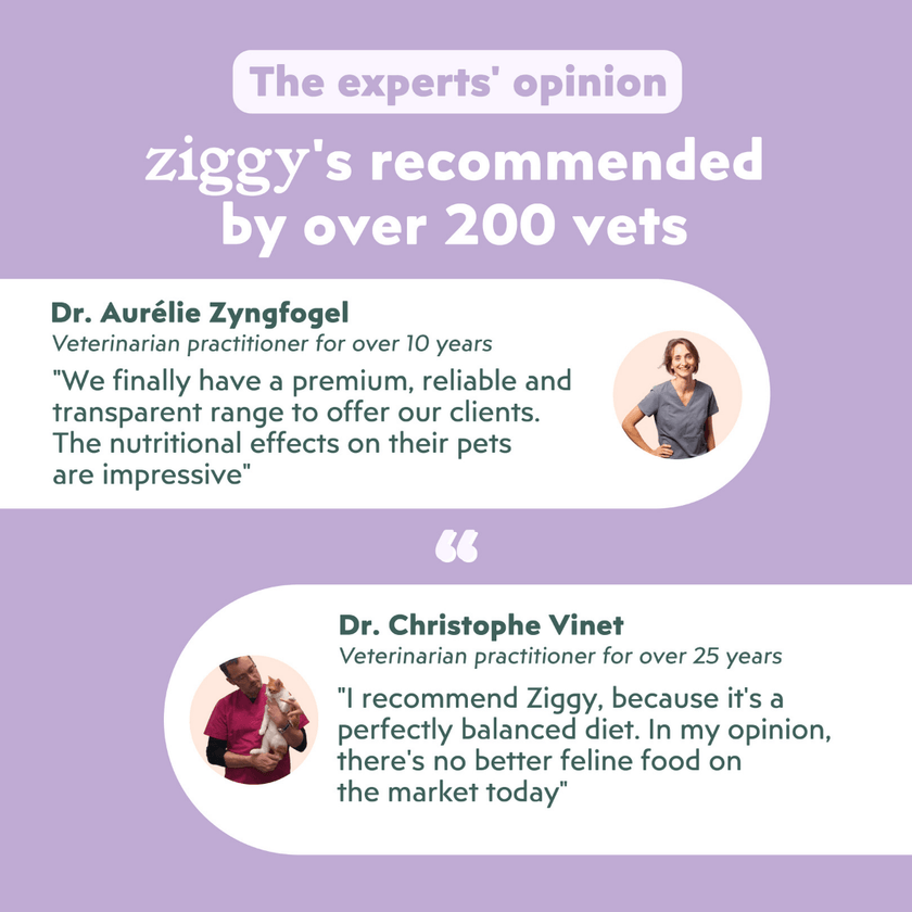 Veterinarian-recommended Ziggy Diabetic Wet Food for cats – vet-approved diabetes support