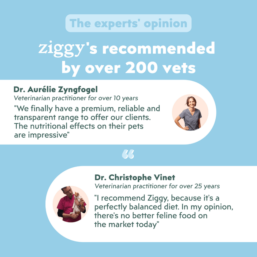 Veterinarian-recommended Ziggy Renal Wetfood for cats – vet-approved kidney support
