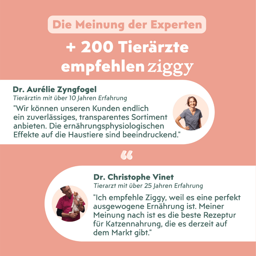 Von Tierärzten empfohlenes Ziggy Nieren-Nassfutter mit Lachs für Katzen