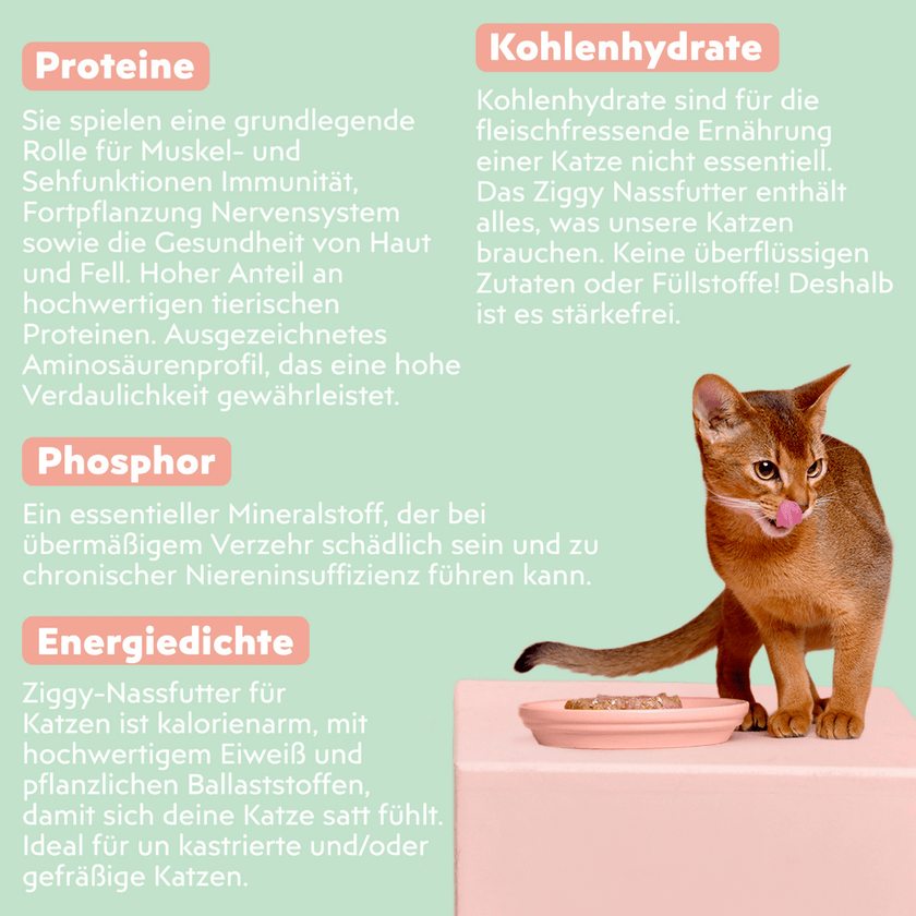 Zutatenliste von Ziggy Rind-Nassfutter für ausgewachsene Katzen, aus natürlichen Zutaten