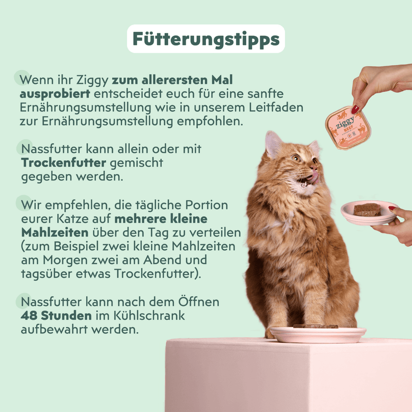 Katze genießt Ziggy Rind-Nassfutter für ausgewachsene Katzen