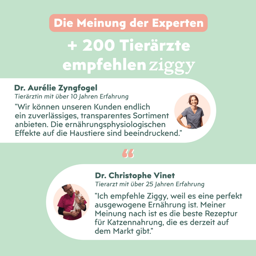 Von Tierärzten empfohlenes Ziggy Rind-Nassfutter für ausgewachsene Katzen