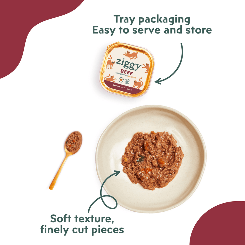 Ziggy senior cat pâté with beef served on a plate with a spoon