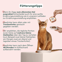 Katze genießt Ziggy Senior Rind-Nassfutter