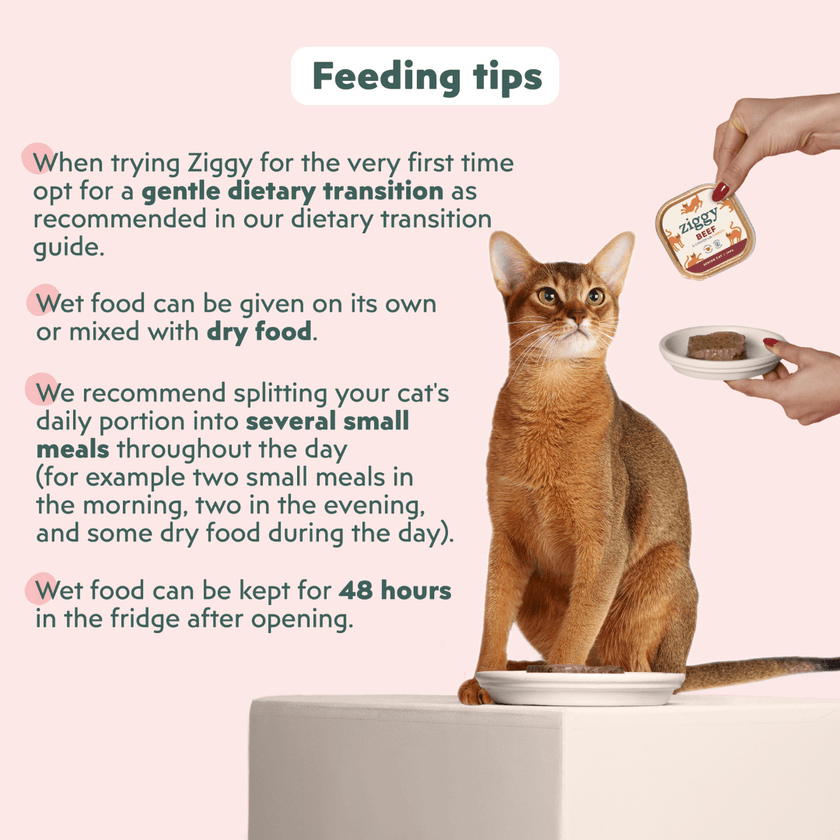 Ingredients infographic for the Ziggy senior cat pâté with beef