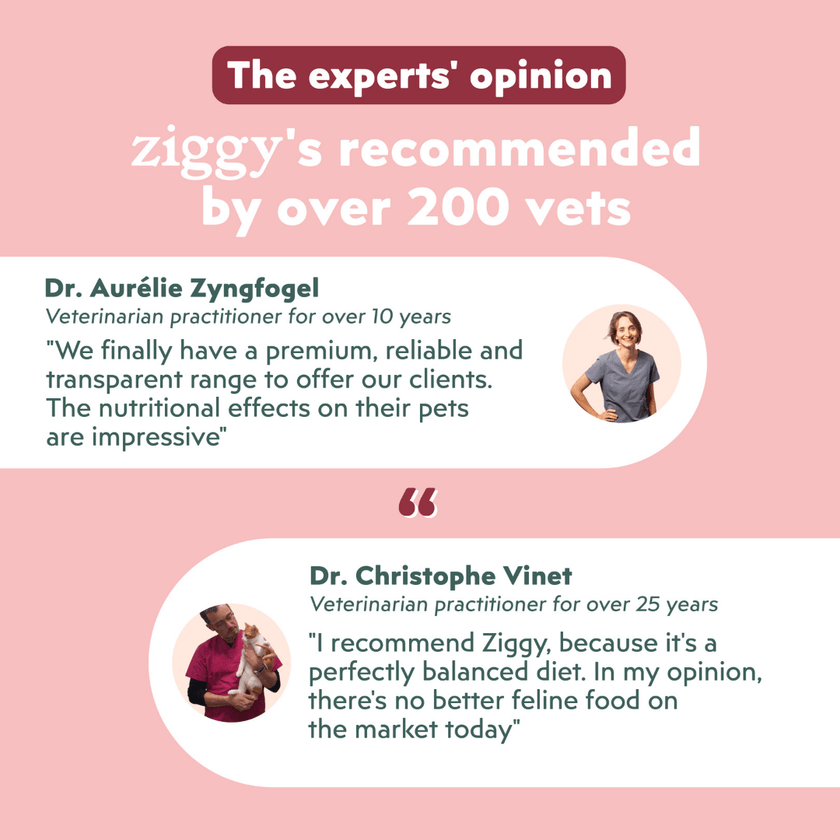 Veterinary recommendation infographic for the Ziggy senior cat wet food with beef