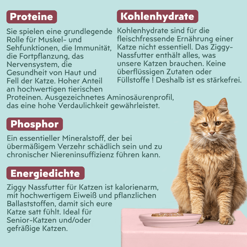 Zutatenliste von Ziggy Senior Lachs-Nassfutter für Katzen, aus natürlichen Zutaten