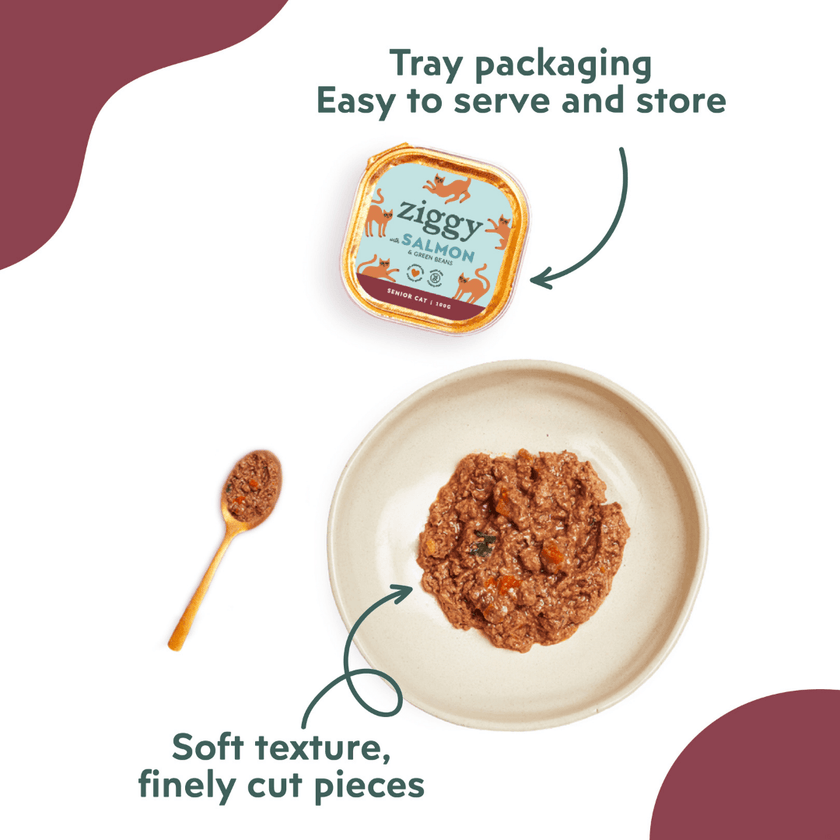 Ziggy senior cat pâté with salmon served on a plate with a spoon