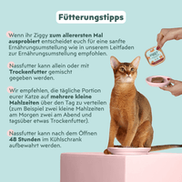Katze genießt Ziggy Senior Lachs-Nassfutter