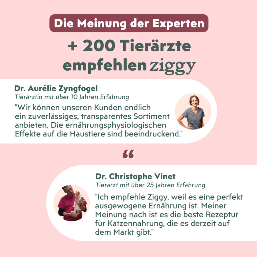 Von Tierärzten empfohlenes Ziggy Senior Lachs-Nassfutter für ältere Katzen