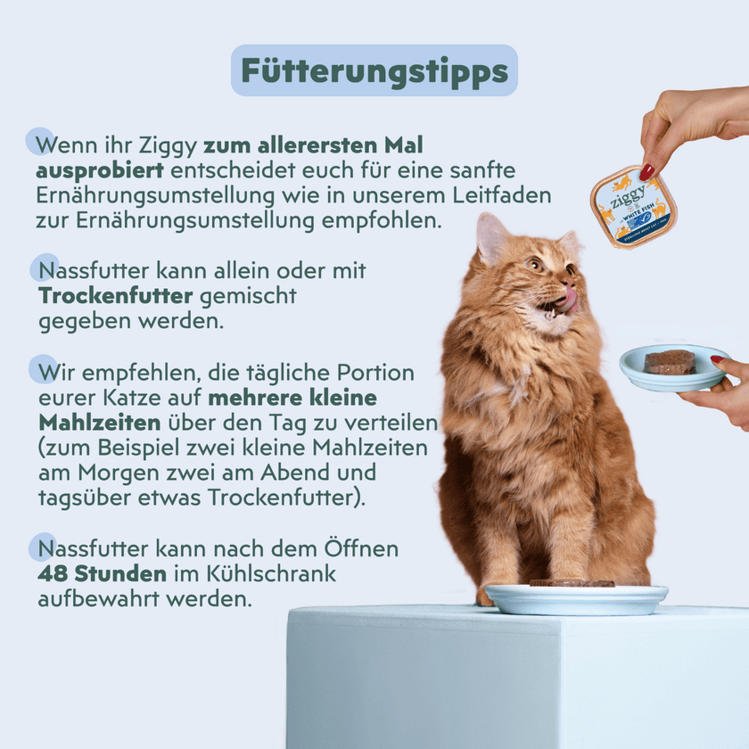Katze genießt Ziggy sterilisiertes Weißfisch-Nassfutter