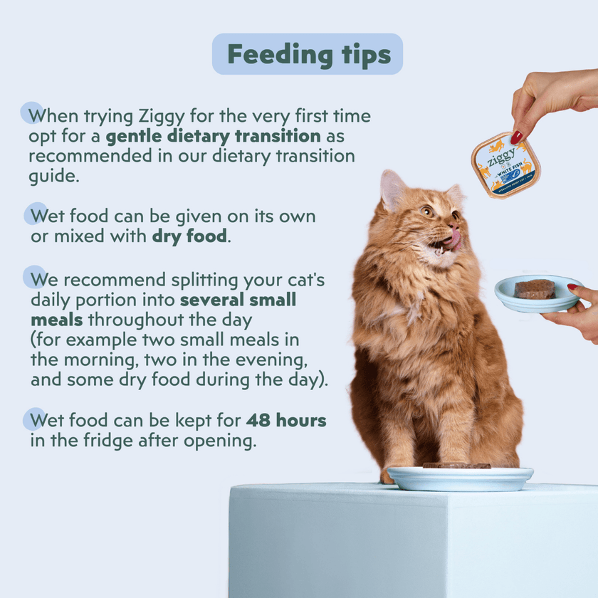 Ingredients infographic featuring a person's photo for the Ziggy adult sterilised cat pâté with white fish