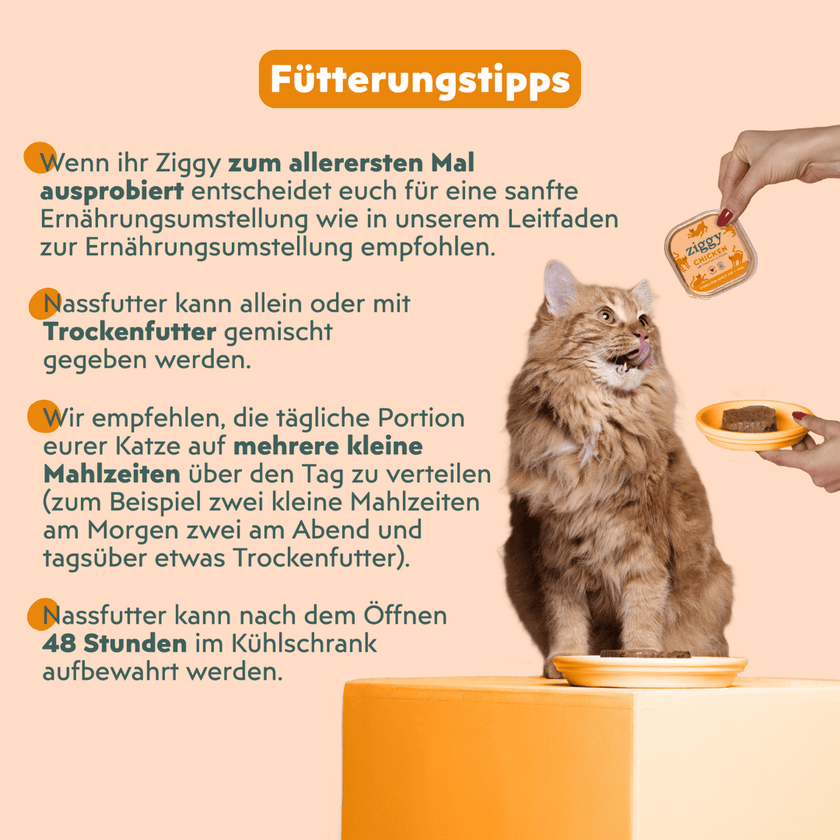 Katze genießt Ziggy sterilisiertes Hühnchen-Nassfutter