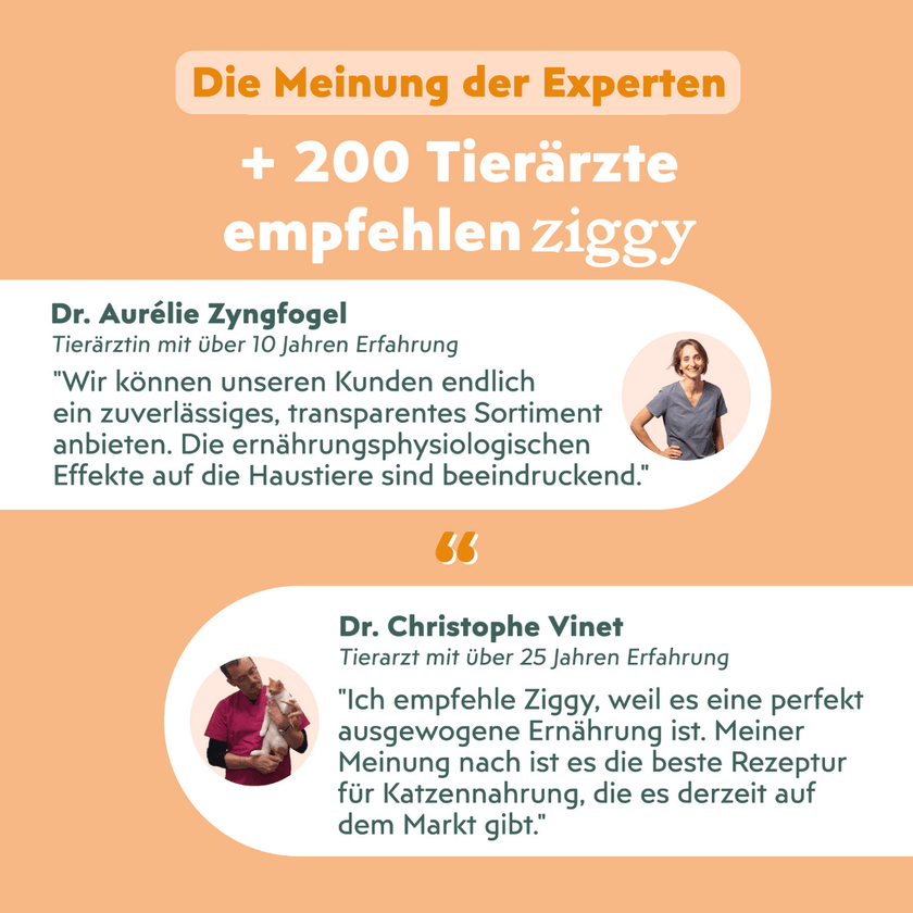 Von Tierärzten empfohlenes Ziggy sterilisiertes Hühnchen-Oliven-Nassfutter für Katzen