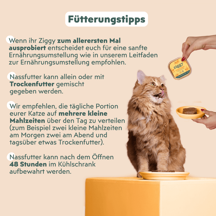 Katze mit Ziggy sterilisiertem Hühnchen-Nassfutter