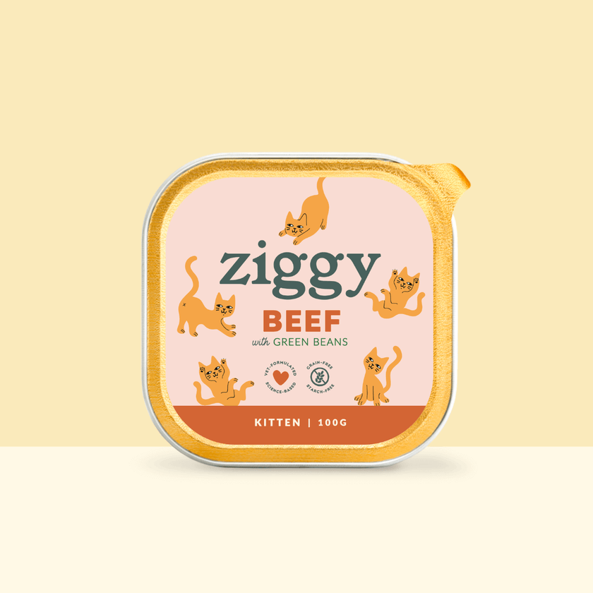 100 g Schale Ziggy-Nassfutter für Kätzchen mit Rindfleisch, gesund und getreidefrei
