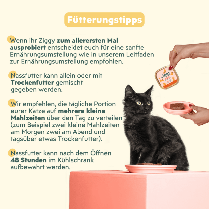Empfehlungen zum Verzehr von Ziggy Katzenfutter für Kätzchen mit Rindfleisch, gesund und ohne Stärke