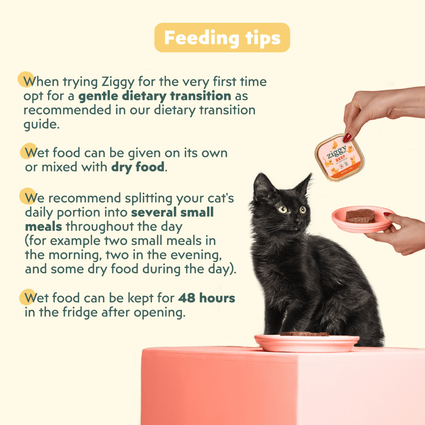 Feeding recommendations for Ziggy healthy, starch-free beef kitten food