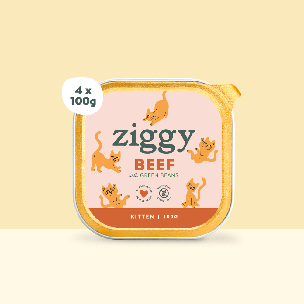 Boite de 4 pâtées Ziggy de 100g pour chaton au boeuf