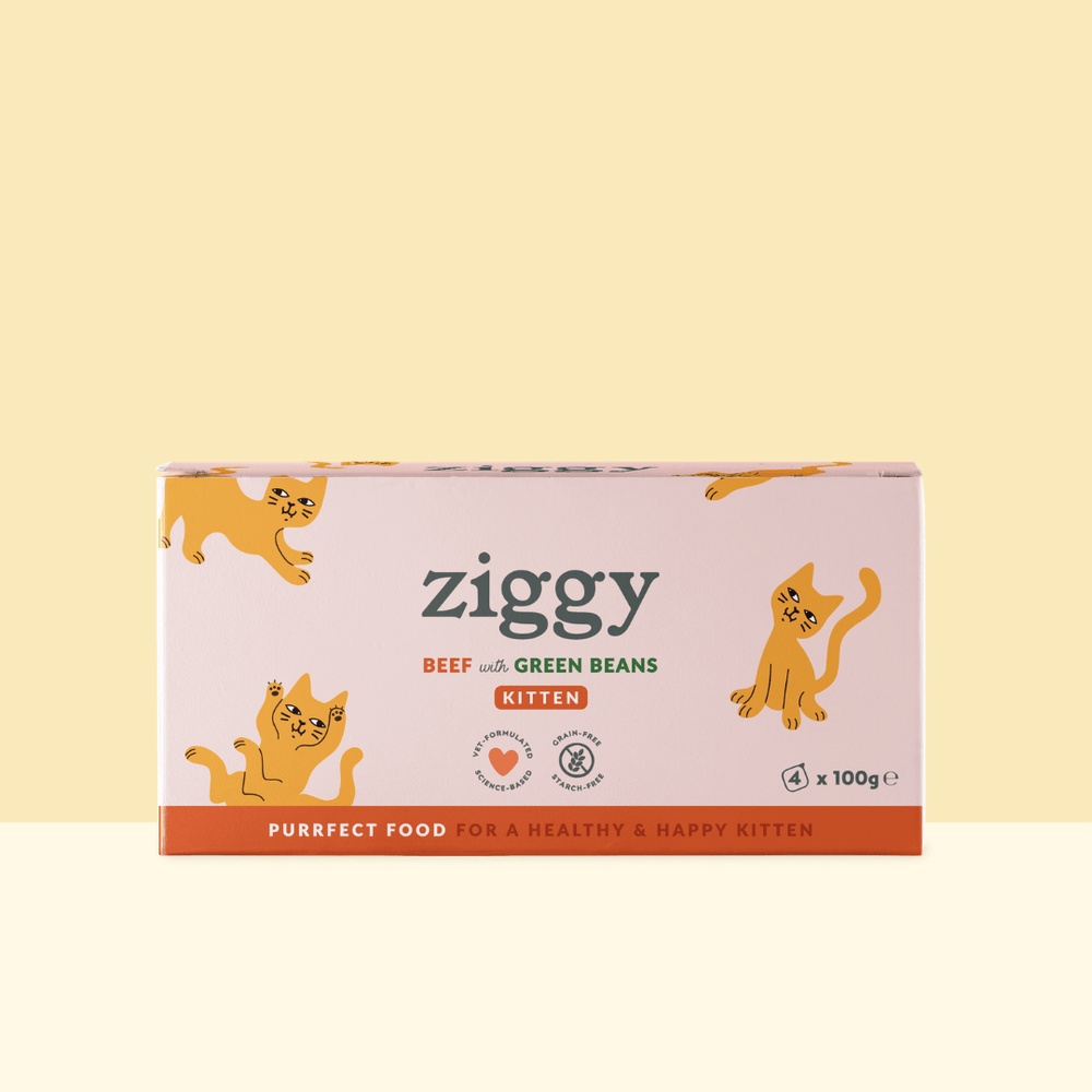 Boite de 4 pâtées Ziggy de 100g pour chaton au boeuf