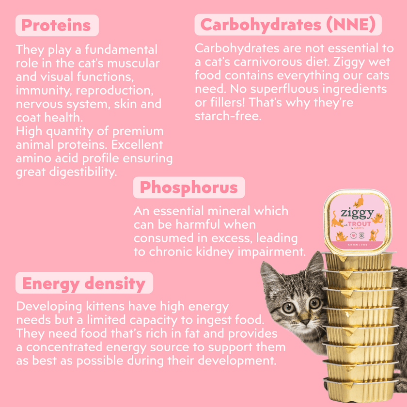 Feeding guide for Ziggy Kitten Trout Wet Food – recommended portions for kittens