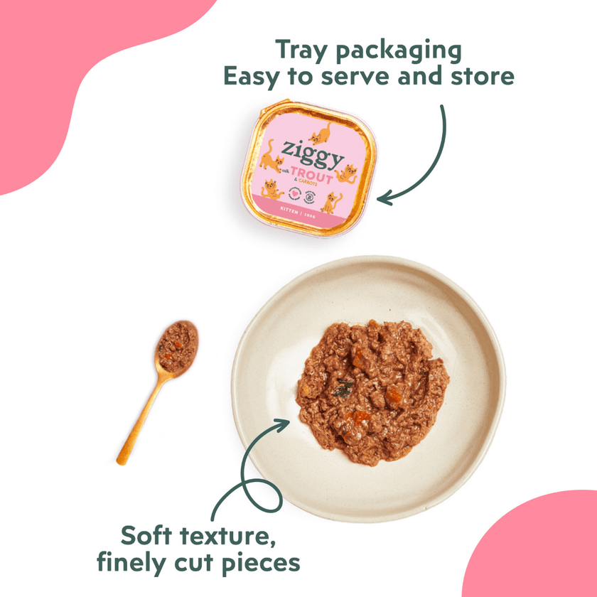 Ziggy Kitten Trout Wet Food served in a bowl – smooth texture for kittens