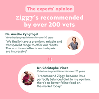 Veterinarian-recommended Ziggy Kitten Trout Wet Food for kittens