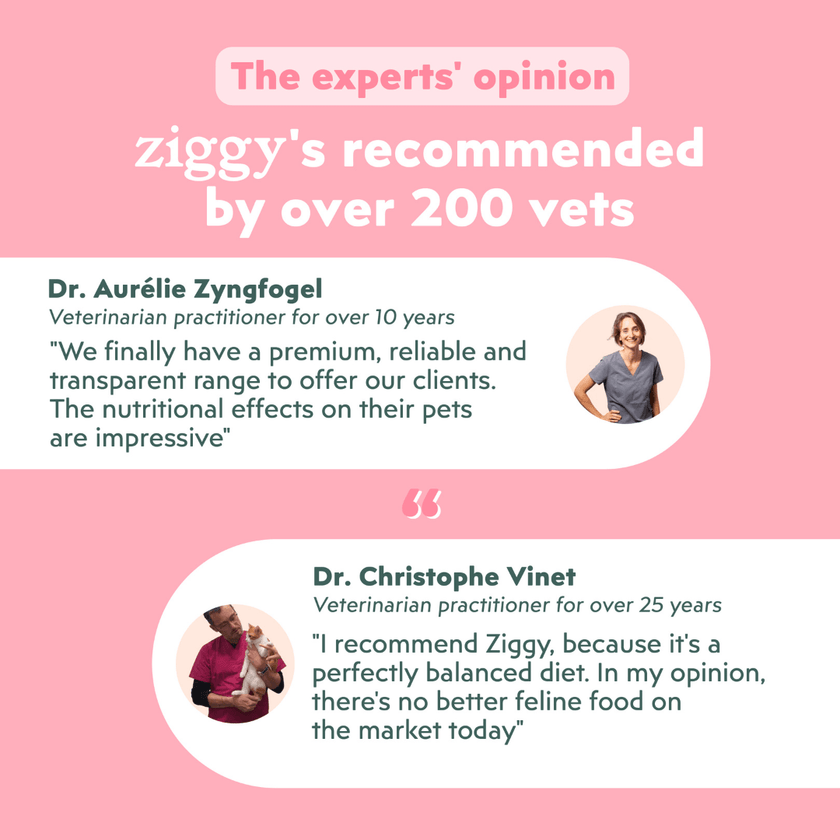 Veterinarian-recommended Ziggy Kitten Trout Wet Food for kittens