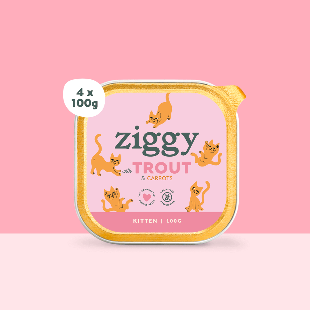 Boite de 4 pâtées Ziggy de 100g pour chaton à la truite