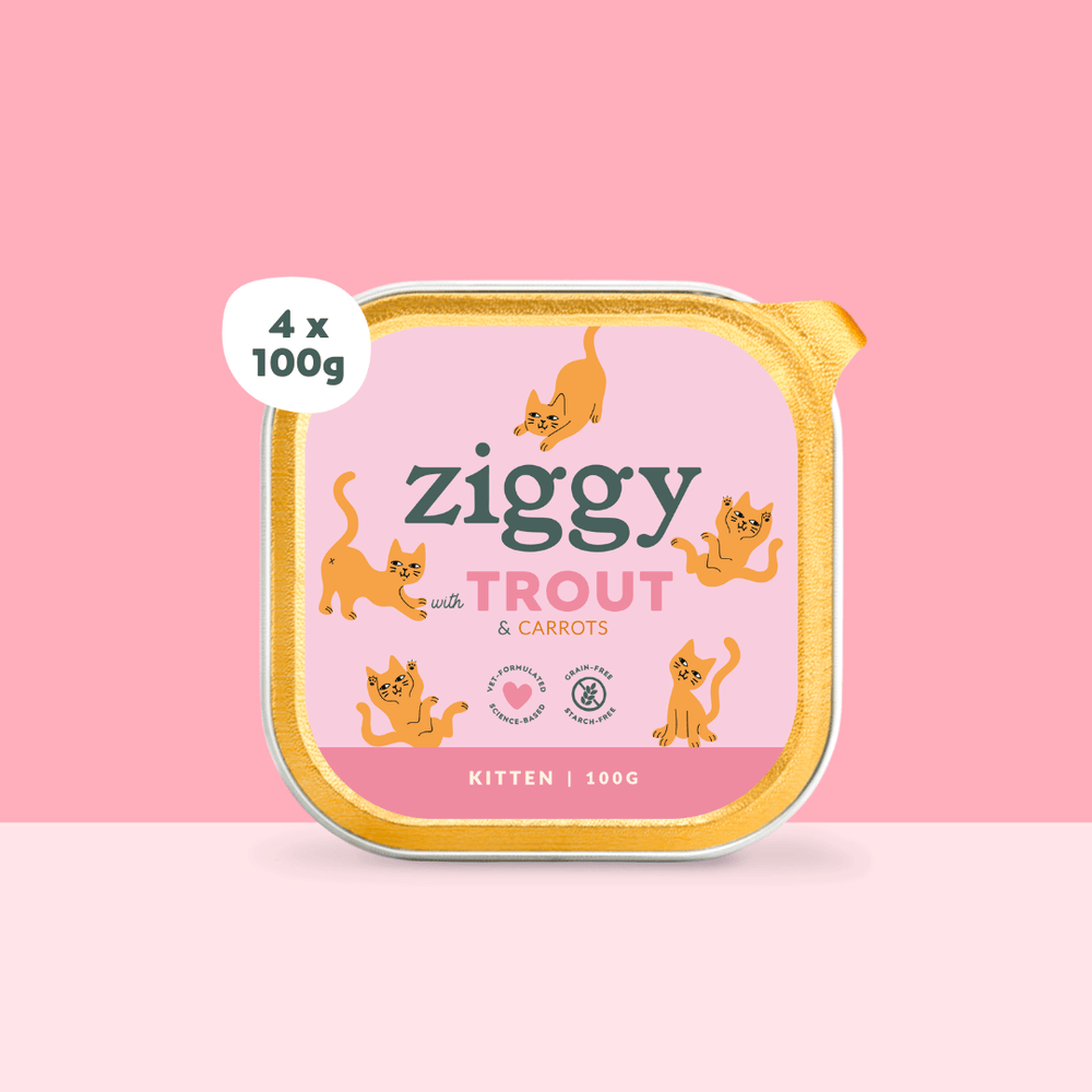 Boite de 4 pâtées Ziggy de 100g pour chaton à la truite