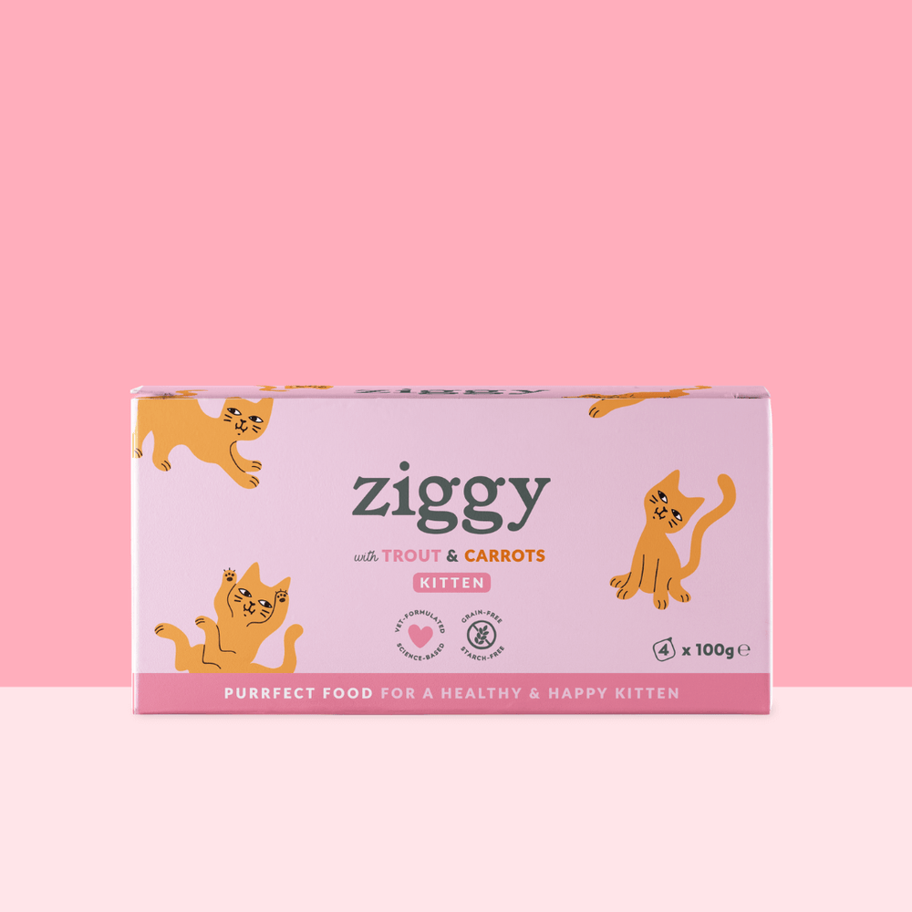 Boite de 4 pâtées Ziggy de 100g pour chaton à la truite