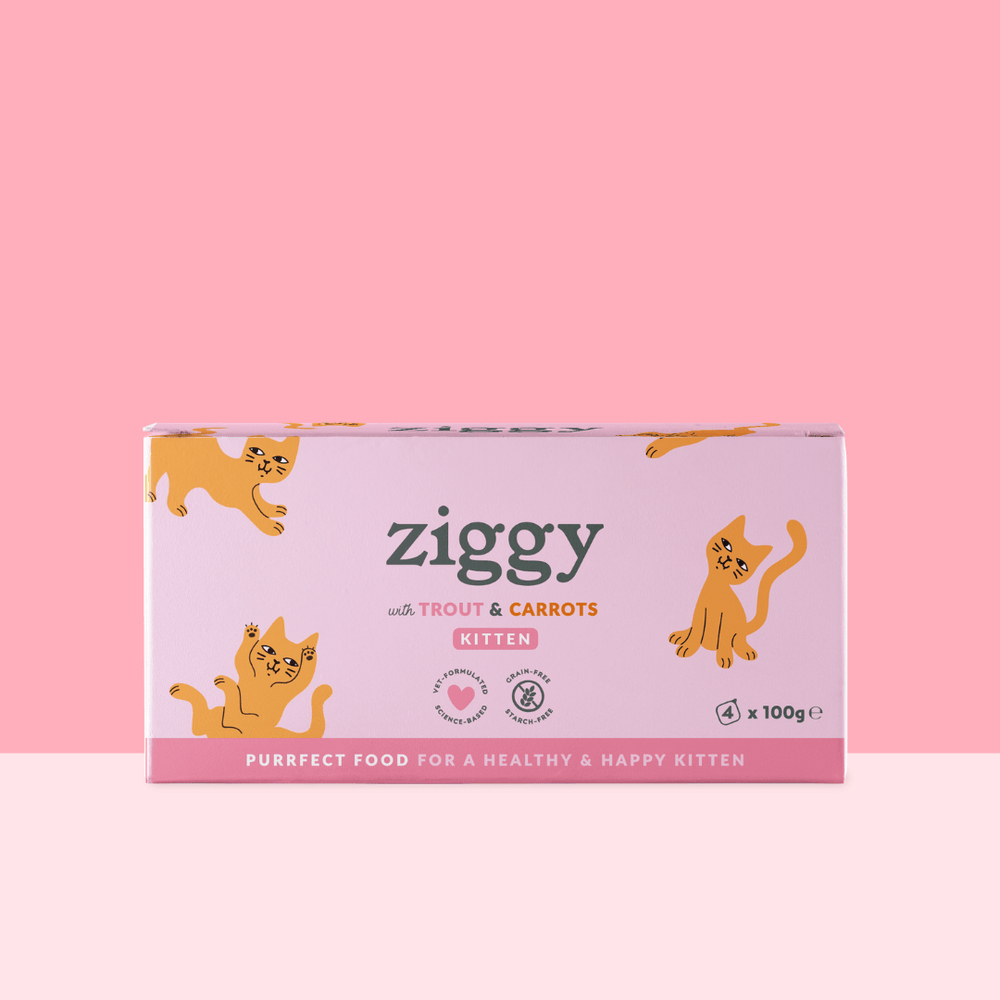 Boite de 4 pâtées Ziggy de 100g pour chaton à la truite