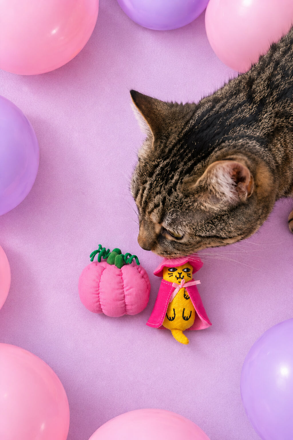 Chat tigré reniflant une peluche citrouille rose et la peluche sorcière Ziggy à la cataire