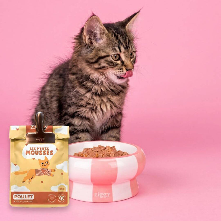 Chat tigré assis derrière une gamelle de mousse et un sachet de mousse Ziggy
