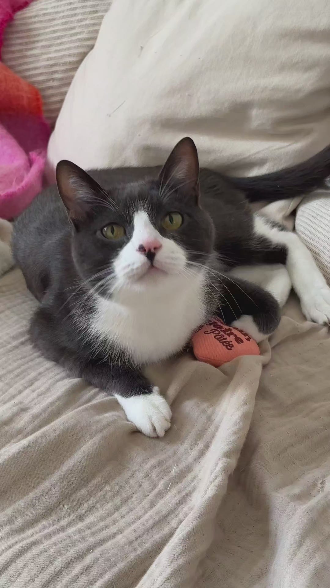 Vidéo d'un chat en situation, gamme Pâtée Ziggy Senior