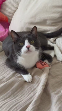 Vidéo d'un chat en situation, gamme Pâtée Ziggy Senior