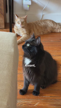	Chat stérilisé déguste la pâtée Ziggy  avis et dégustation