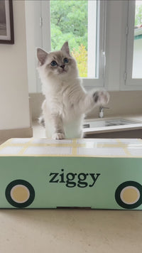 Unboxing gamme Ziggy pour chaton, pâtées boeuf et truite sans amidon, fabriquées en France