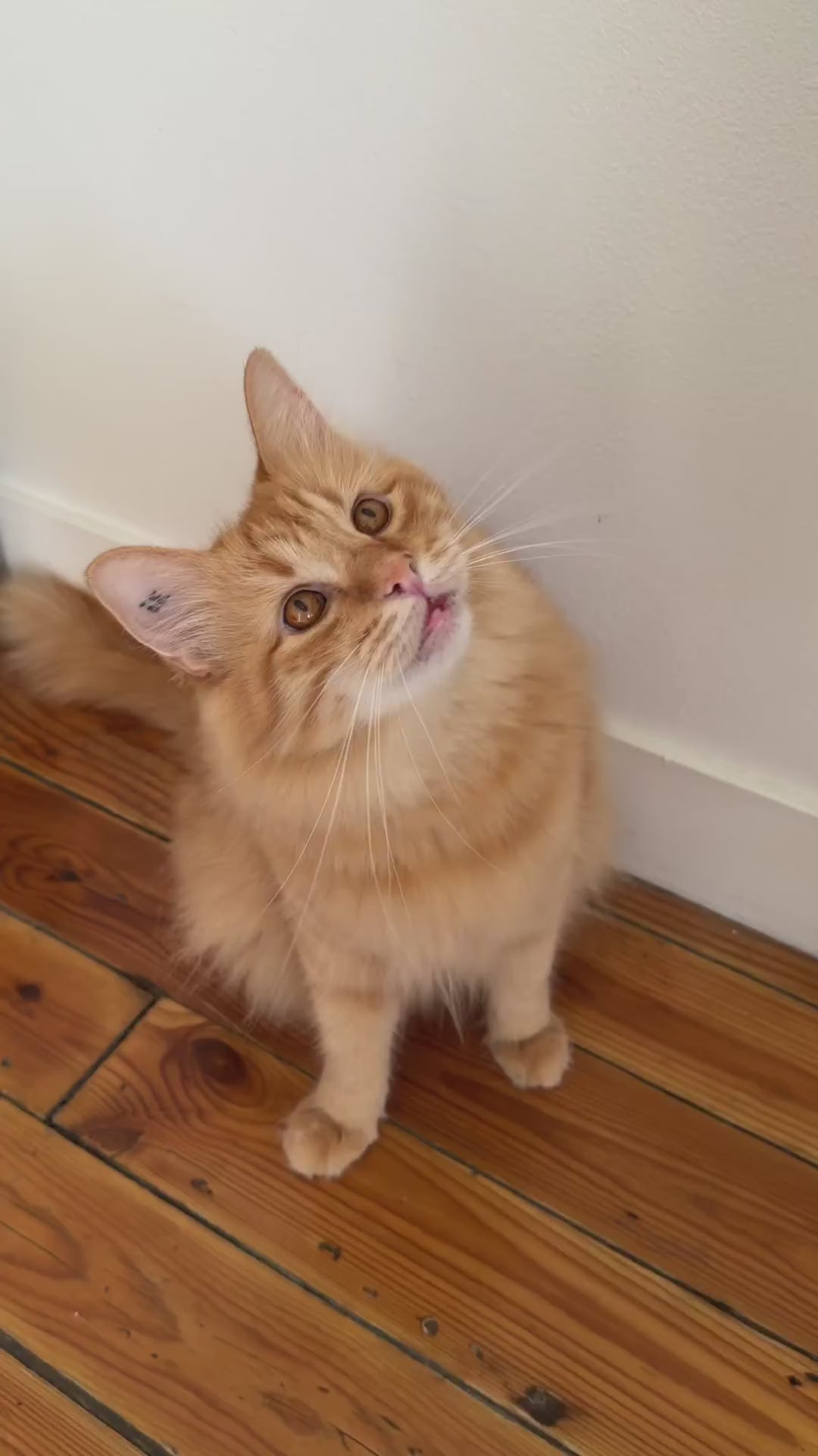 Alimentation Ziggy pour chaton, protéines animales de qualité pour une bonne croissance