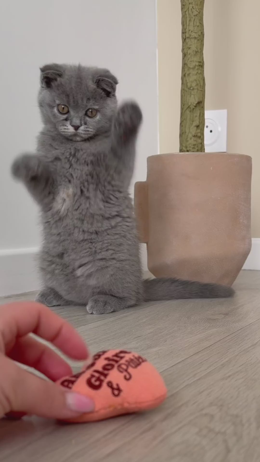 Chaton teste les croquettes et pâtées Ziggy, alimentation pour chaton