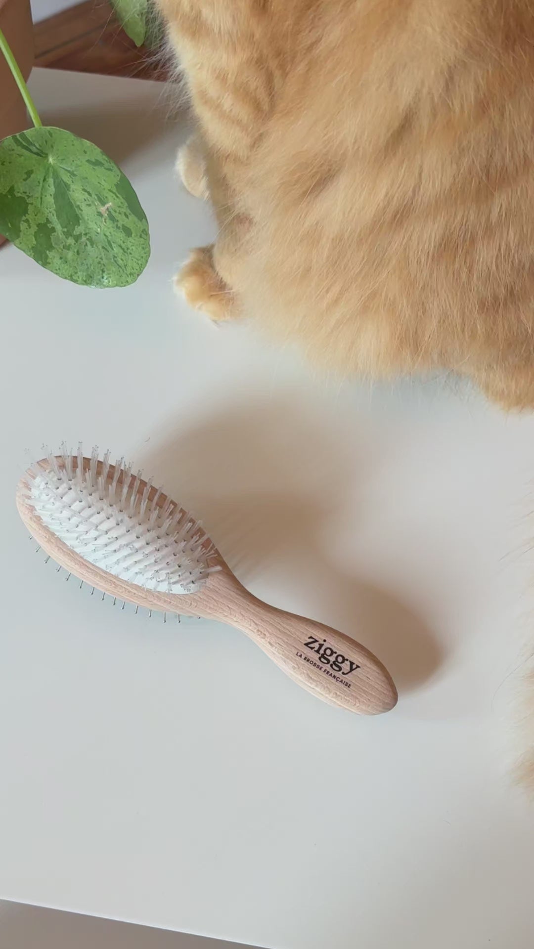 Brosse Ziggy double face en bois de frêne français, présentation rapide du produit