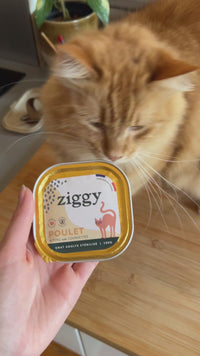 Démonstration brosse Ziggy double face, têtes picots acier et nylon bio sourcé pour chat